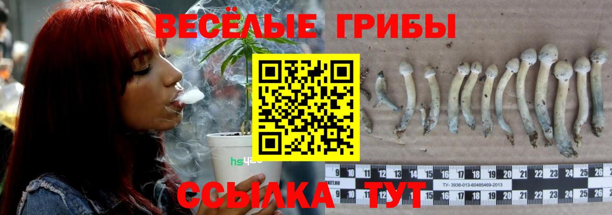 где найти   Псилоцибиновые грибы прущие грибы  Вход с VPN  Красный Сулин 